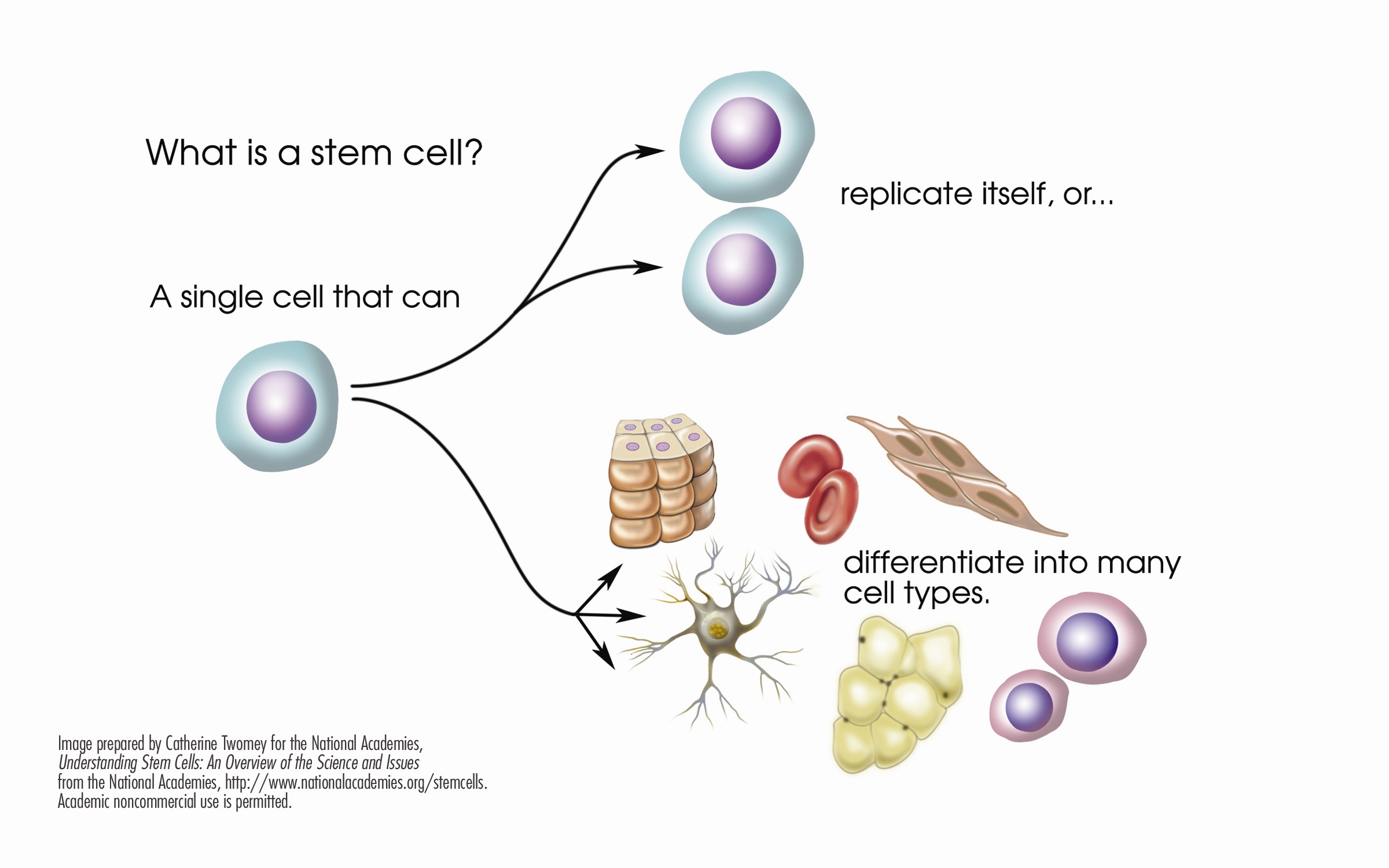 stem-cell-therapy-for-knee
